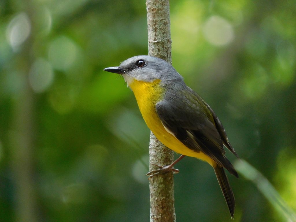 Leanne-Hester-Eastern-Yellow-Robin