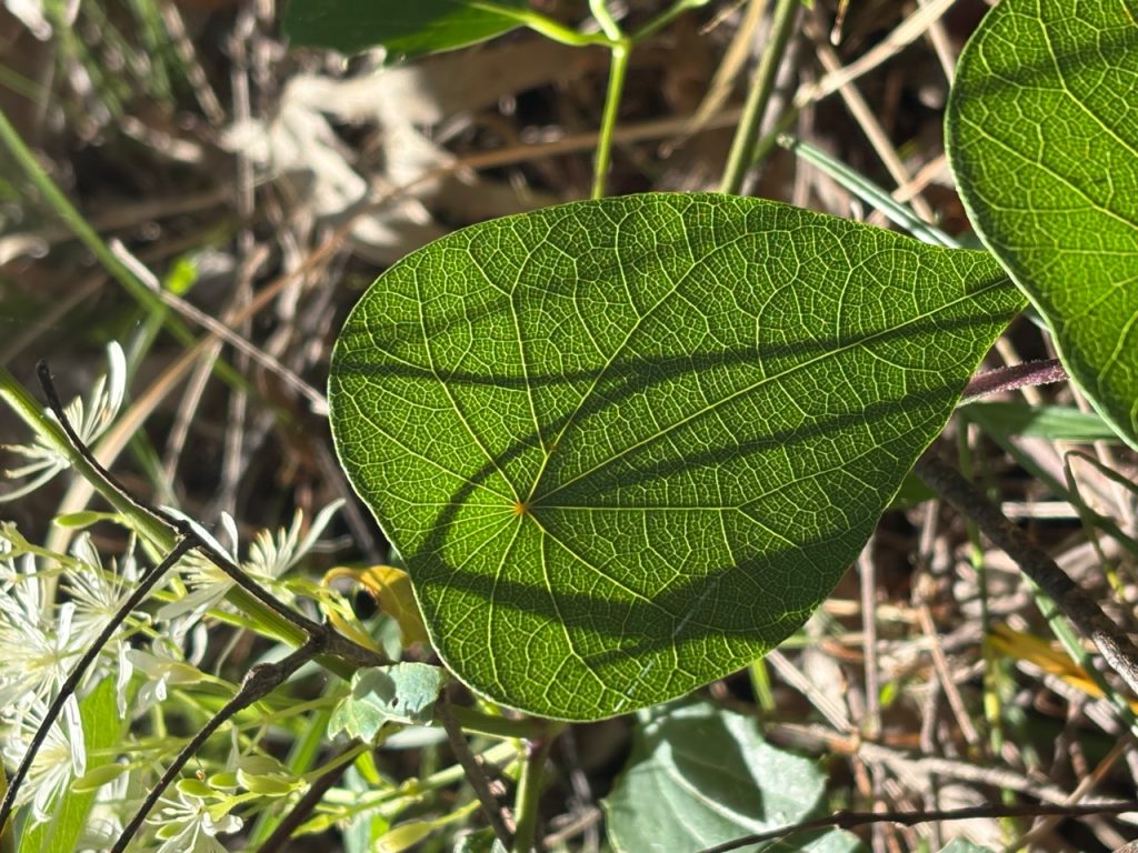 Leanne-Hester-Stephania-and-Clematis.