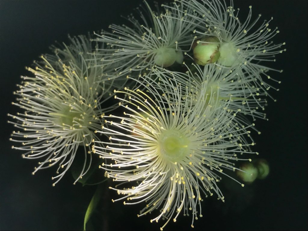 Leanne-Hester-Syzigium-fireworks