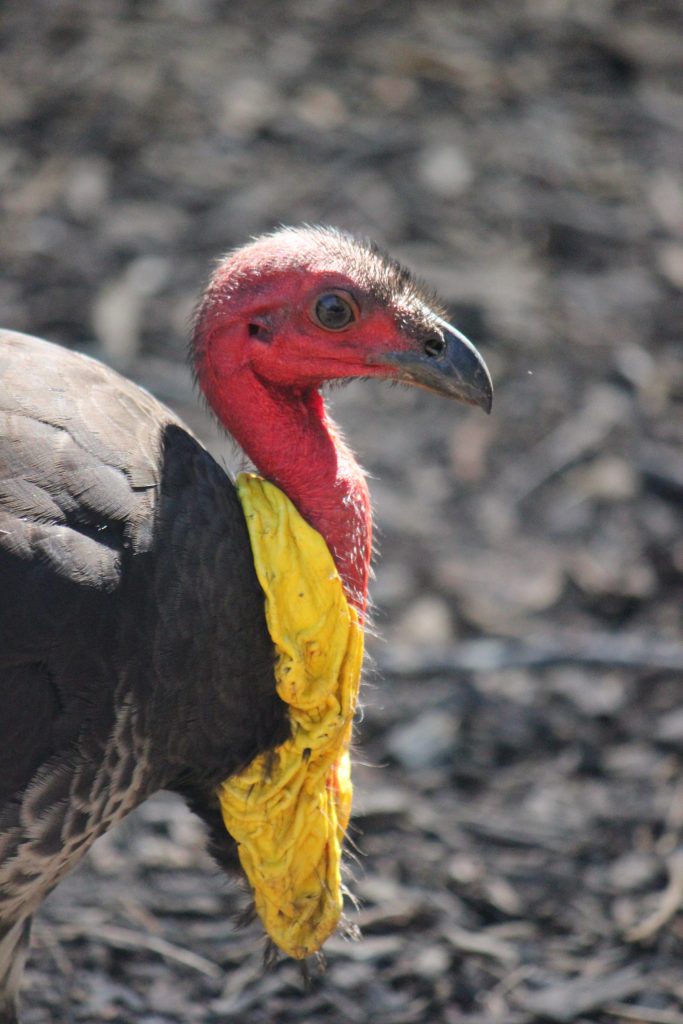 Lyla-Heatley-Bush-turkey