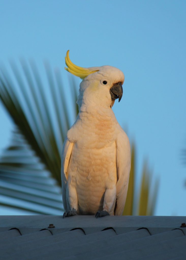 Lyla-Heatley-Cockatoo