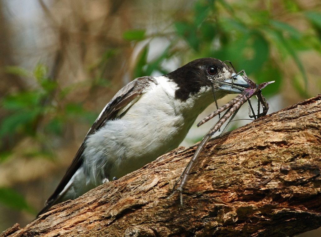 Sue-Wilson-Delicious