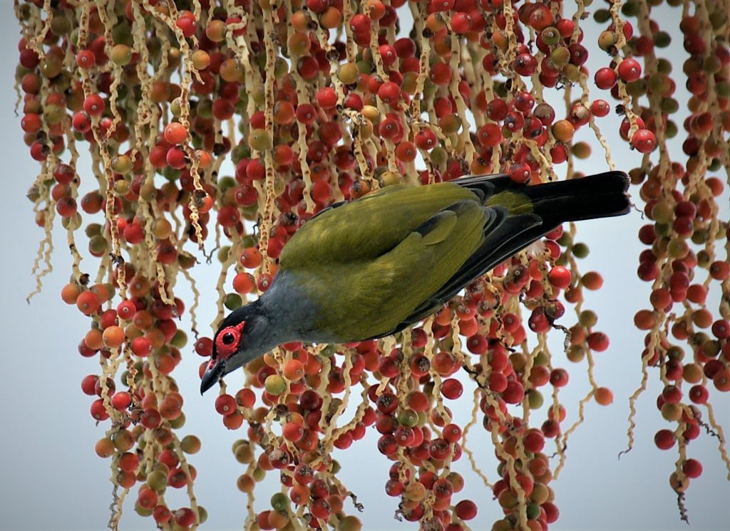 Sue-Wilson-The-Figbirds-Favourite-Food