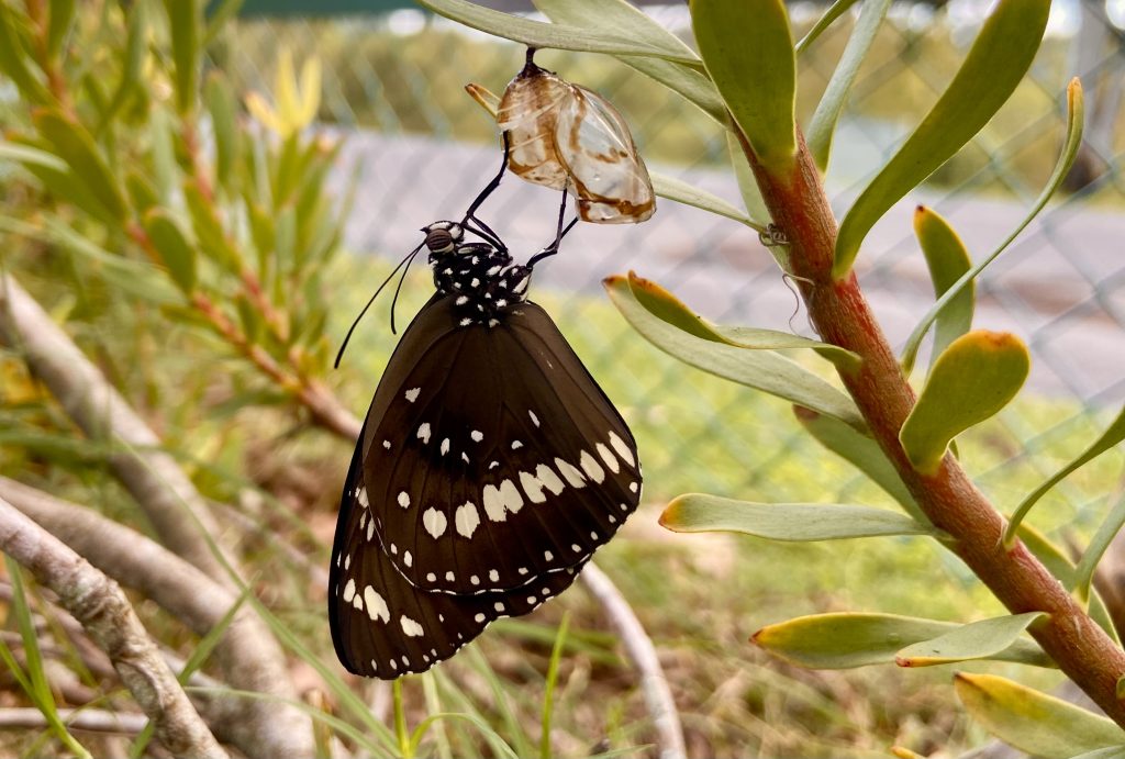 Tracey-Read-Just-emerged-Common-Crow