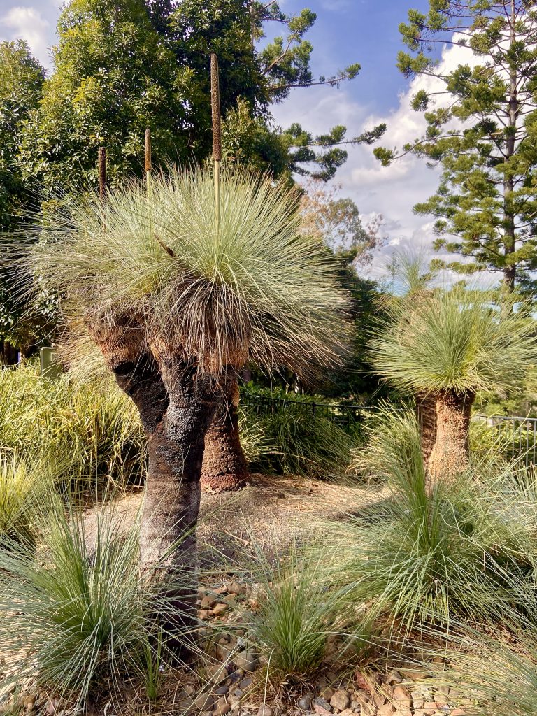 Tracey-Read-Majestic-Grass-Trees