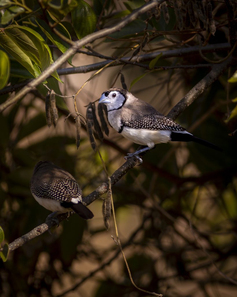 William-Kemp-Double-barred-Finches