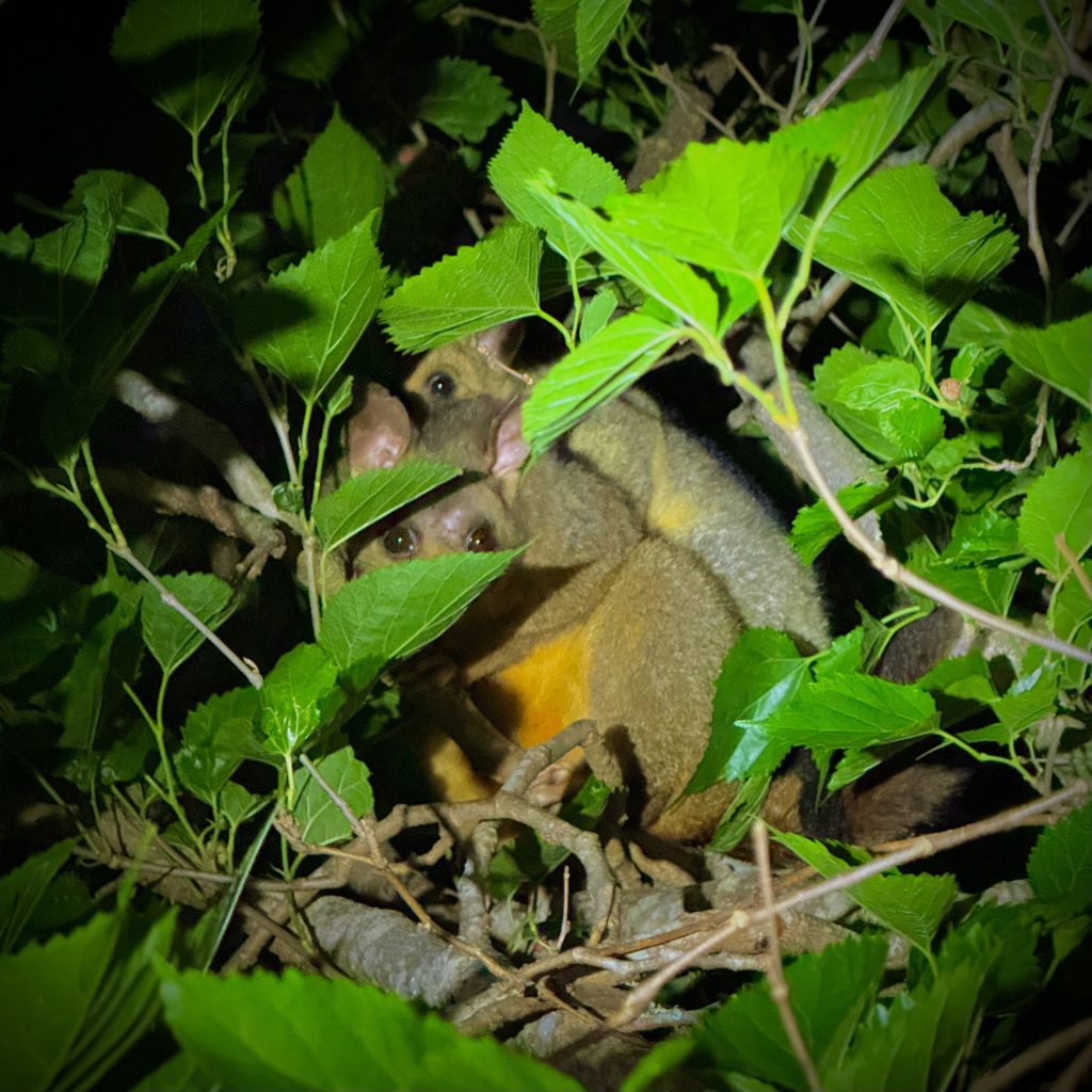 Wogeng-Li-Nights-gentle-secret-