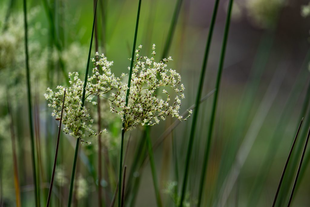 John-Stephens-juncus