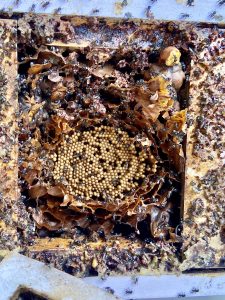 Native bee box