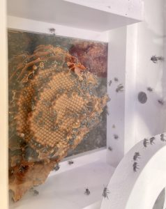 Native bee box