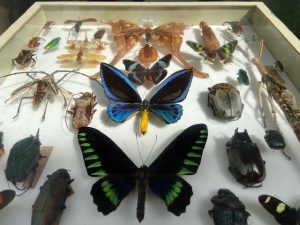 butterflies