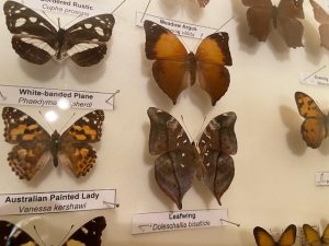 butterfly