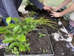Andrew teaching kids how to pot up and care for native plants