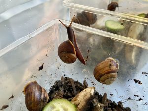 snail