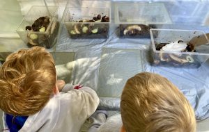 snail fascination