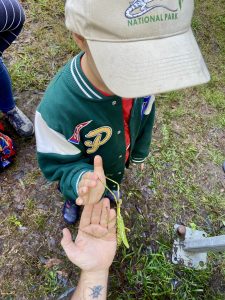 stick-insect