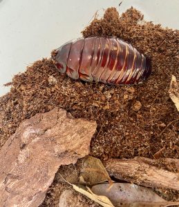 cockroach