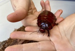 giant-cockroach-scaled.jpeg