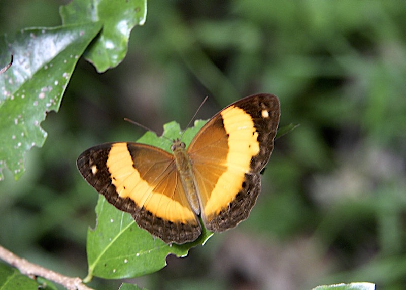 Butterfly List